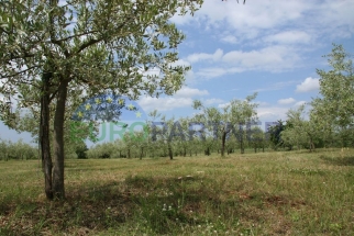 Olive Grove with healthy olive woods