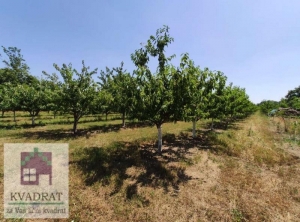 Poljoprivredno zemljište 1, 18 ha pod zasadom trešnje, Obrenovac, Grabovac – 21 000 €