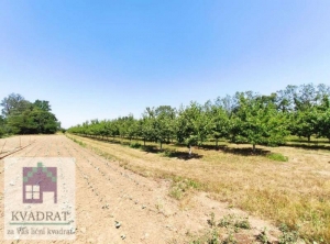 Poljoprivredno zemljište 1, 18 ha pod zasadom trešnje, Obrenovac, Grabovac – 21 000 €