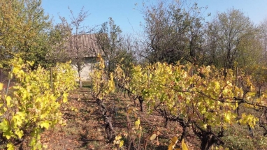 House with a vineyard/Milosevo