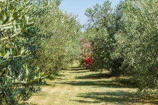 ISTRA, VODNJAN - Istarska diva okružena maslinama