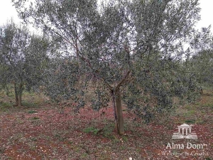 Agricultural land We offer agricultural land with an olive grove!