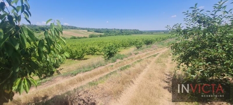 Poljoprivredno zemljište, plantaža - Sr. Karlovci