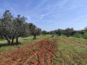 Poljoprivredno zemljište Legalizirana kućica na velikom poljoprivrednom zemljištu. 