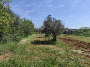 Poljoprivredno zemljište Legalizirana kućica na velikom poljoprivrednom zemljištu. 