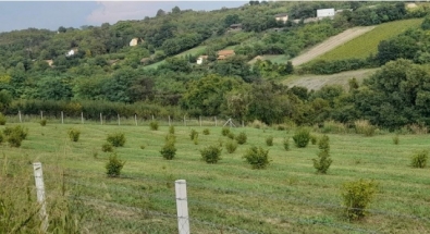 Sremski Karlovci  62.000 € Poljoprivredno zemljište Prodaja