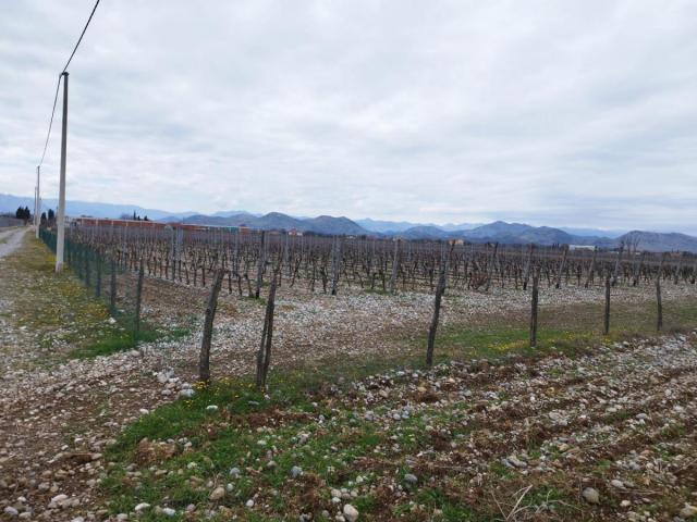 Plot with vineyards in Podgorica for sale