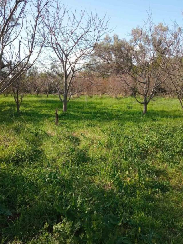 Beautiful plot with an orchard in Bar for sale