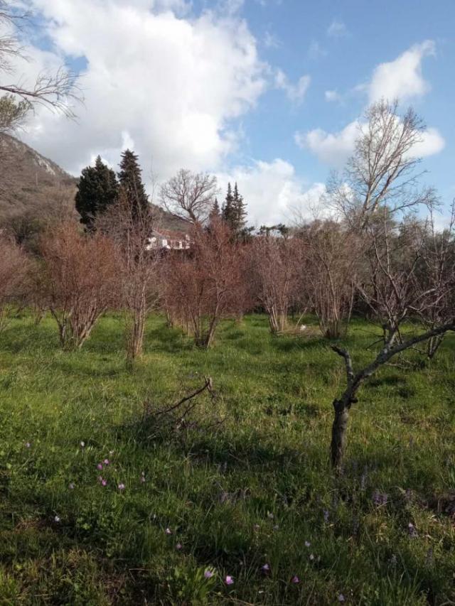 Beautiful plot with an orchard in Bar for sale