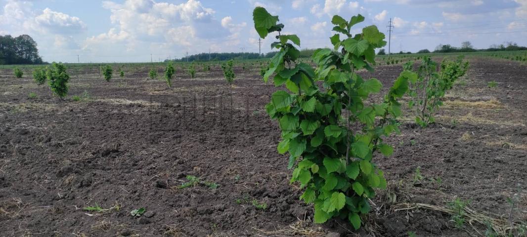 Plantaža lešnika na 5, 12 ha u selu Cerovac kod Kragujevca
