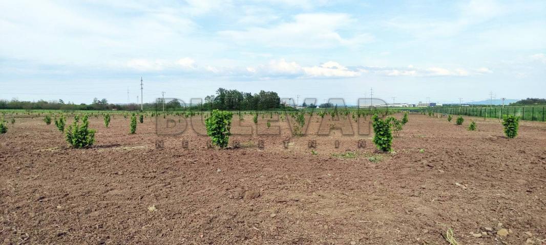 Plantaža lešnika na 5, 12 ha u selu Cerovac kod Kragujevca