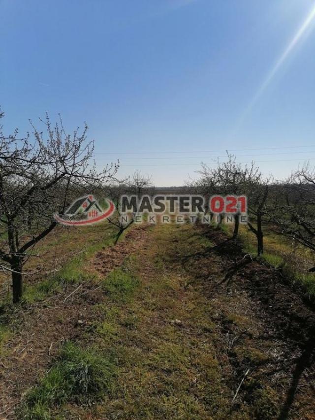Poljoprivredno zemljište - 6439m2 - Donji Čeplisad, Irig