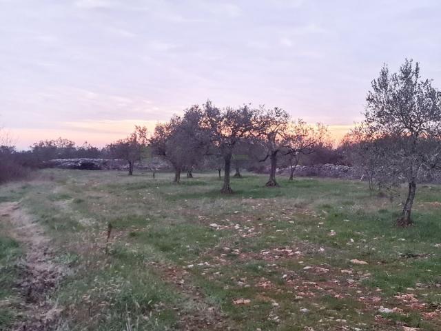 Poljoprivredno zemljište u Vodnjanu blizu ipsilona
