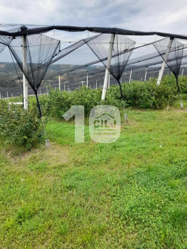 Plantaža za uzgoj borovnica, cena 3. 413 evra po aru ID#1326