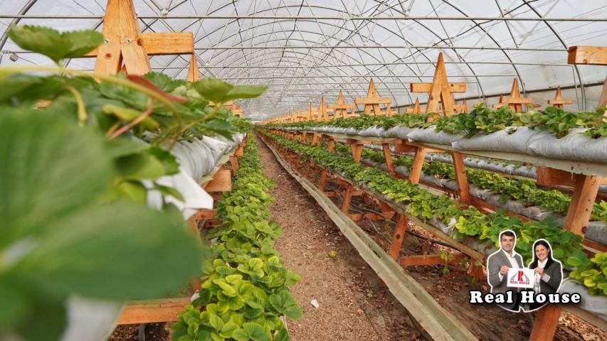 2, 5 hektara poljoprivrednog zemljista -proizvodnja jagoda