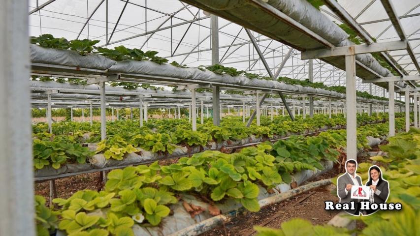 2, 5 hektara poljoprivrednog zemljista -proizvodnja jagoda