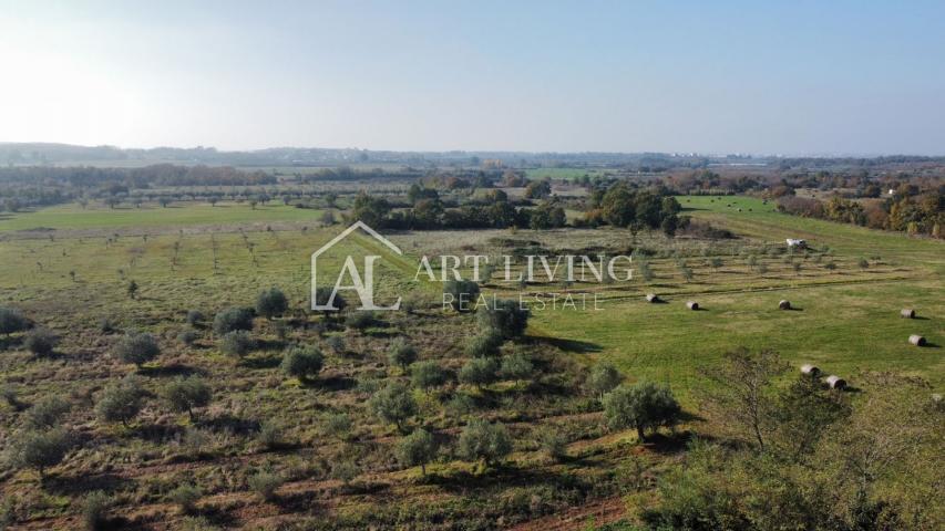 Umag, surroundings - beautiful agricultural land with an olive grove