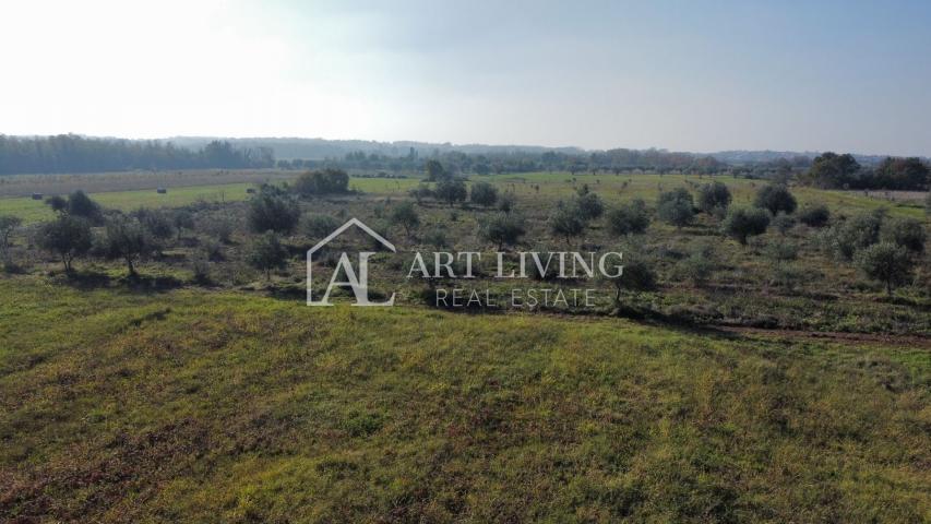 Umag, surroundings - beautiful agricultural land with an olive grove