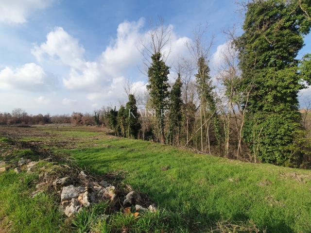 Istra - Višnjan, zemljište pokraj maslinika