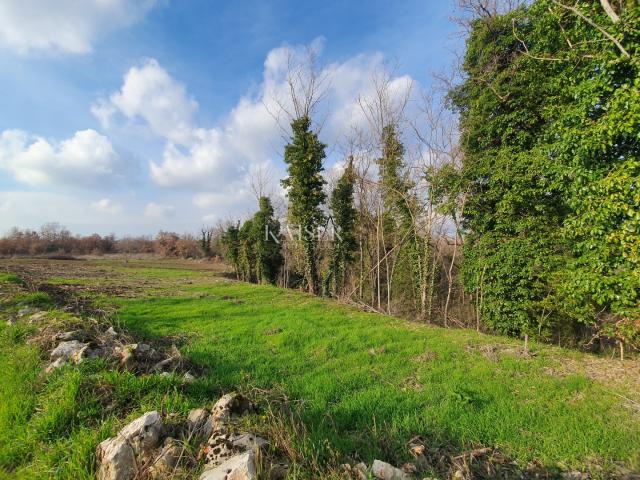 Istra - Višnjan, zemljište pokraj maslinika