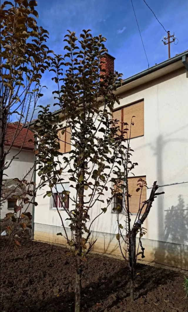 House for sale - Vranje, Zlatokop
