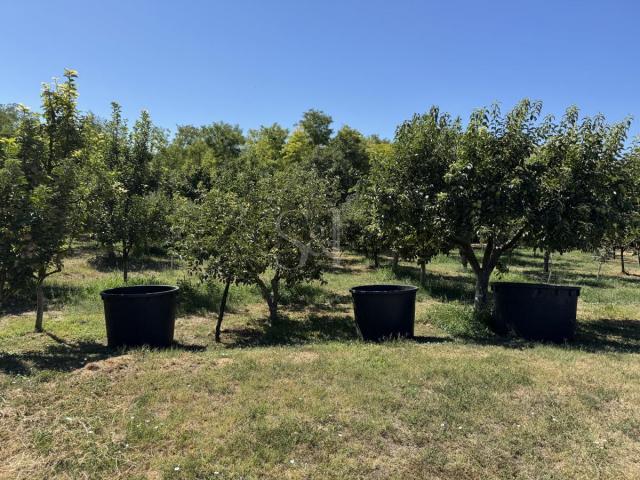 KREČANA, VINOGRAD, VOĆNJAK I BAGRENJAK!