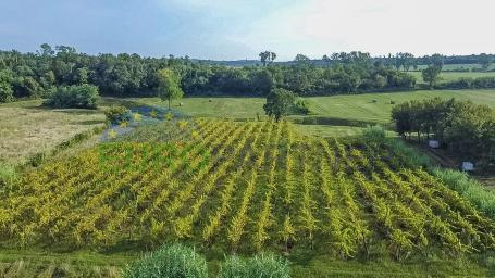 Bepflanzte Weinberge und landwirtschaftliche Flächen in Buje