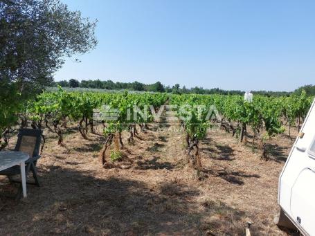Poreč okolica, poljoprivredno zemljište 4549 m2 - vinograd i pašnjak