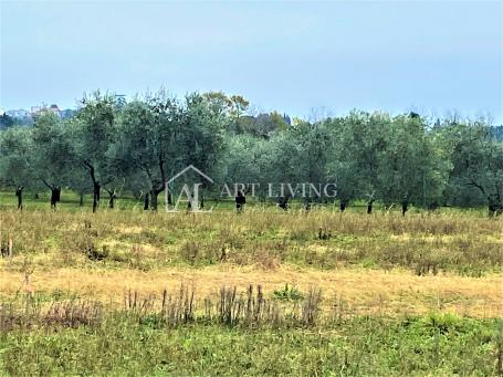 Umag-surroundings, building plot 538 m2 in an exceptional location 300 m from the sea
