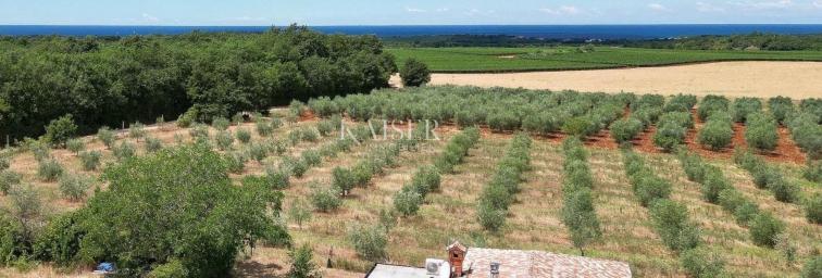 Istria, Novigrad - a villa with a beautiful view of the sea and olive groves