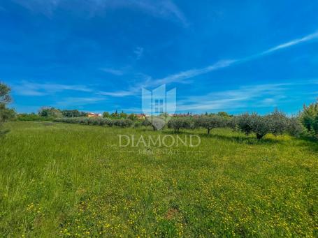 Umag area, spacious land for investment