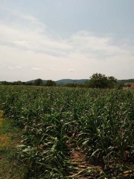 Novi Sad Čenej 360,500 € Terres agricole Vente