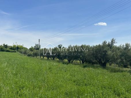 Istria, Buje, surroundings - beautiful agricultural land with an olive grove