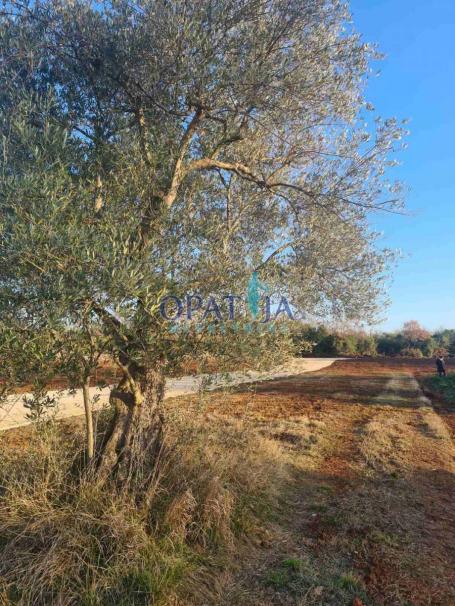 Vodnjan, Peroj zemljište 503 m2